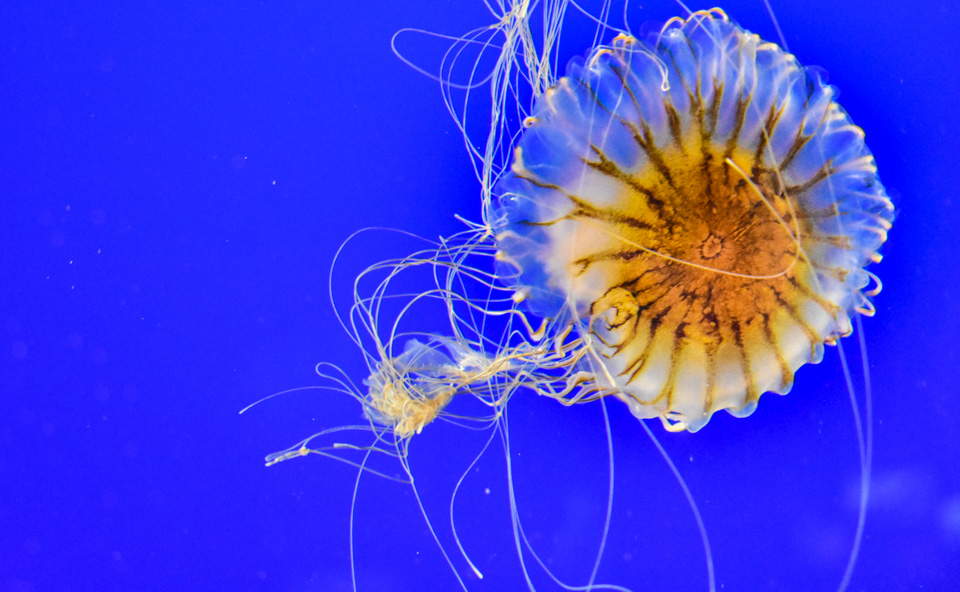 See Jellyfish at the Vancouver Aquarium